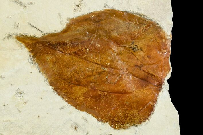 Fossil Hackberry Leaf (Celtis) - Montana #113266